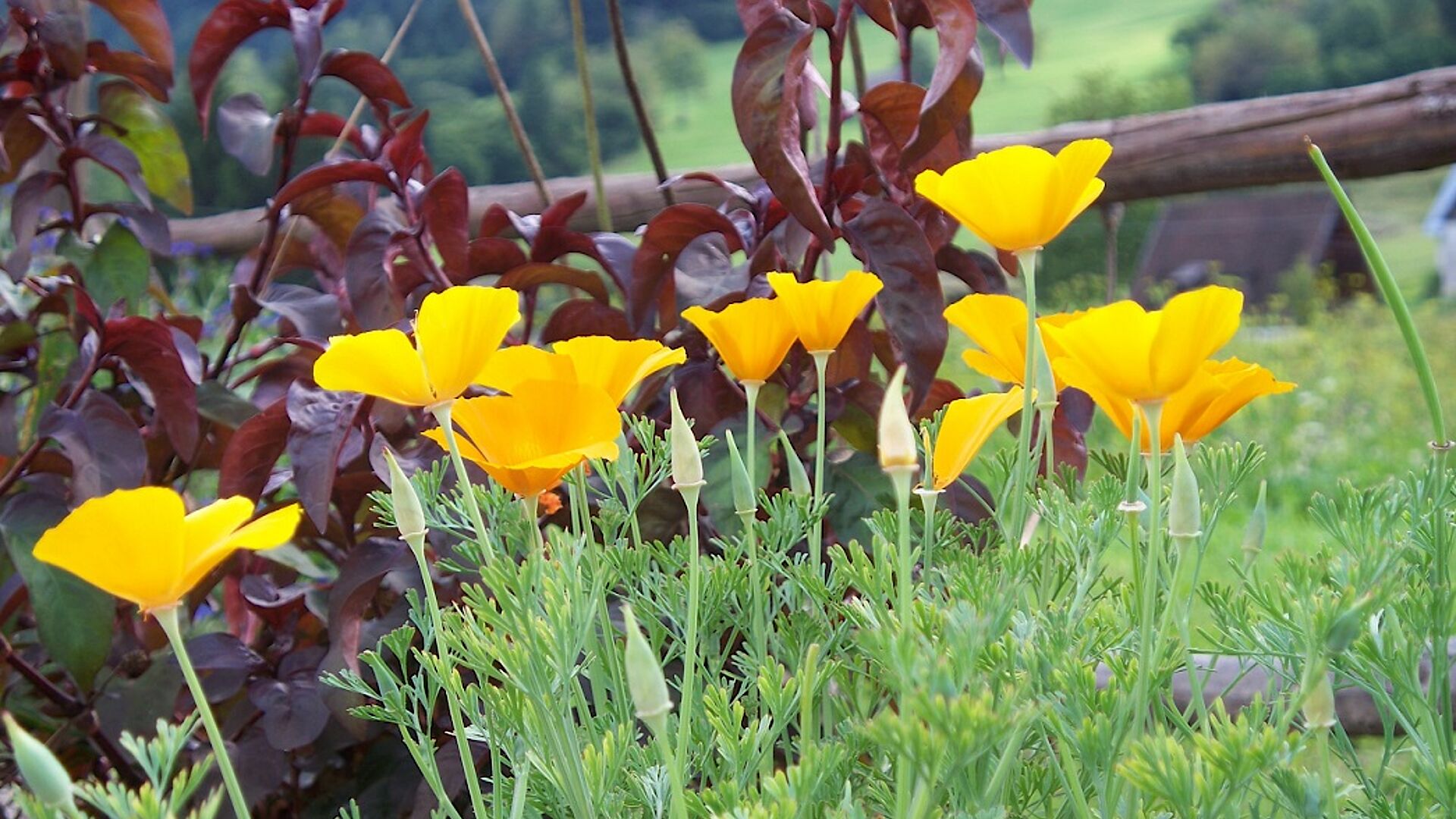 orto delle officinali - 2